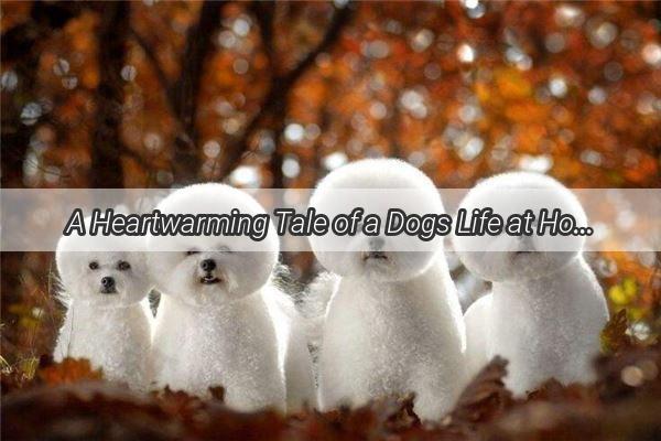 A Heartwarming Tale of a Dogs Life at Home A Loyal Companions Daily Adventures